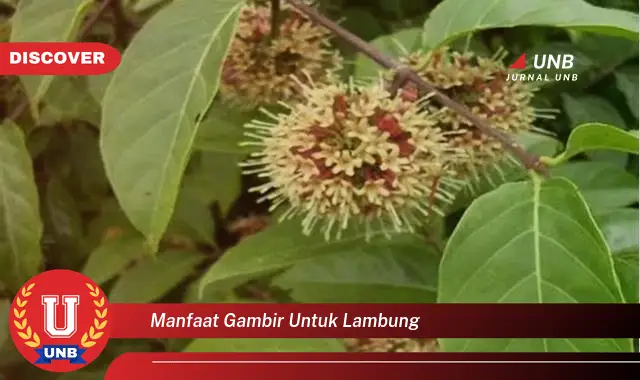 manfaat gambir untuk lambung