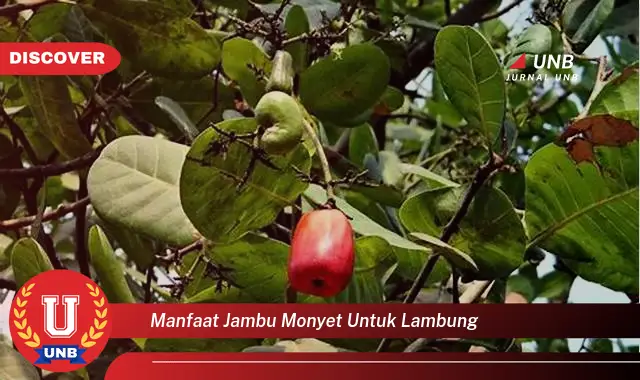 manfaat jambu monyet untuk lambung