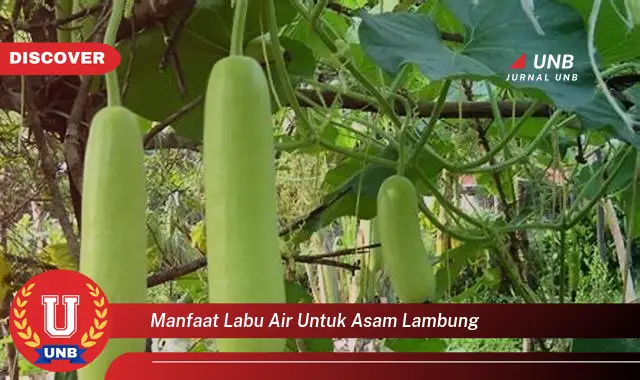 manfaat labu air untuk asam lambung