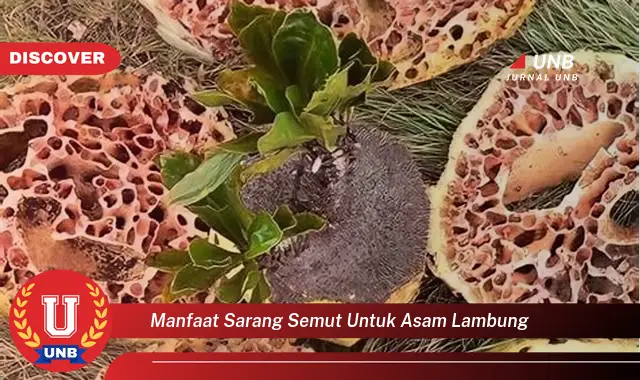 manfaat sarang semut untuk asam lambung manfaat sarang semut untuk asam lambung