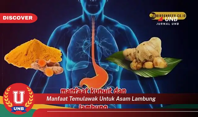 manfaat temulawak untuk asam lambung