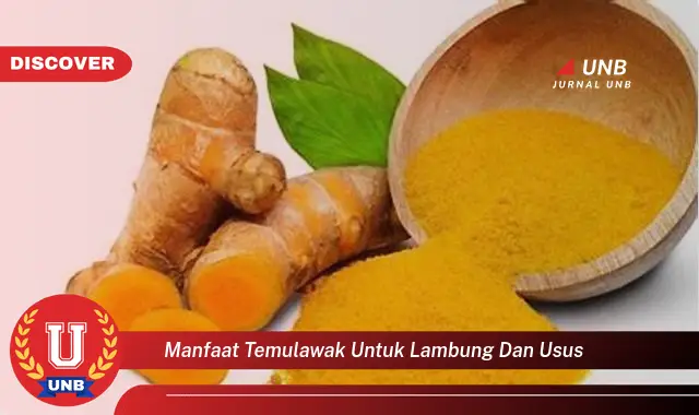 manfaat temulawak untuk lambung dan usus manfaat temulawak untuk lambung dan usus
