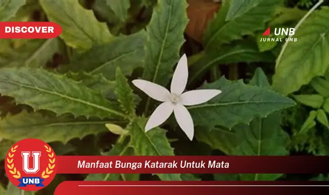 manfaat bunga katarak untuk mata