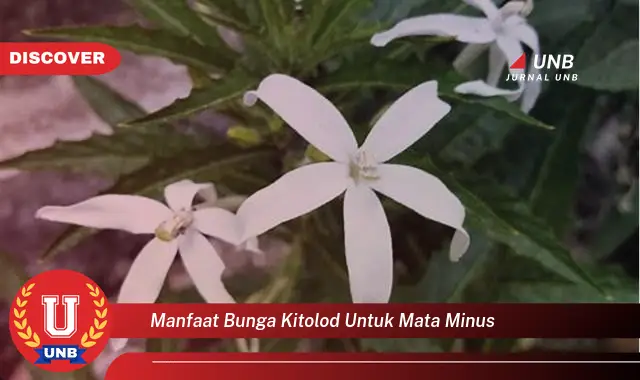 manfaat bunga kitolod untuk mata minus