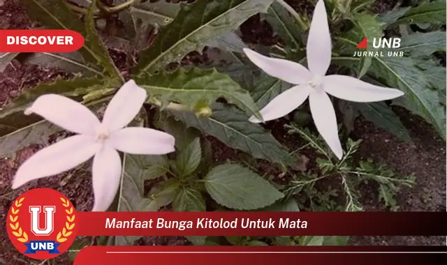 manfaat bunga kitolod untuk mata