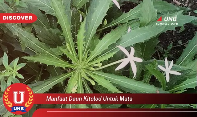 manfaat daun kitolod untuk mata