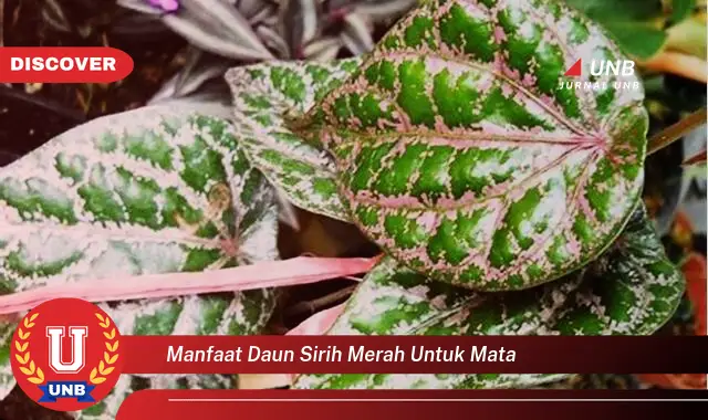 manfaat daun sirih merah untuk mata manfaat daun sirih merah untuk mata