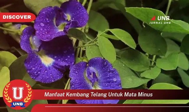 manfaat kembang telang untuk mata minus