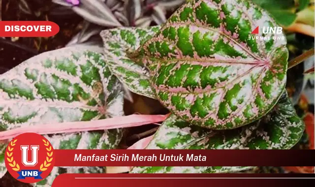 manfaat sirih merah untuk mata