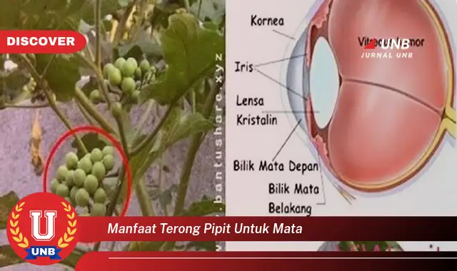 manfaat terong pipit untuk mata