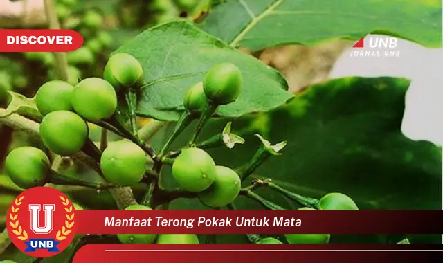 manfaat terong pokak untuk mata