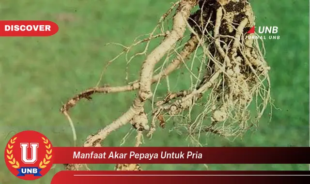 manfaat akar pepaya untuk pria manfaat akar pepaya untuk pria