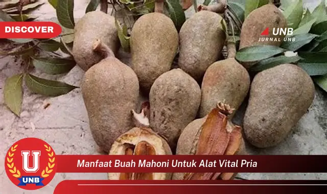 manfaat buah mahoni untuk alat vital pria