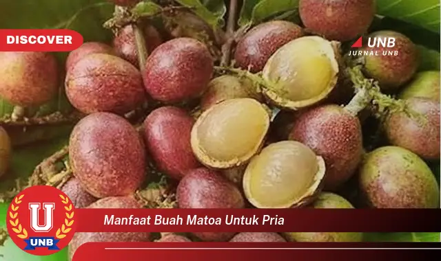 manfaat buah matoa untuk pria