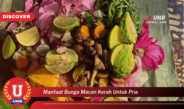 manfaat bunga macan kerah untuk pria