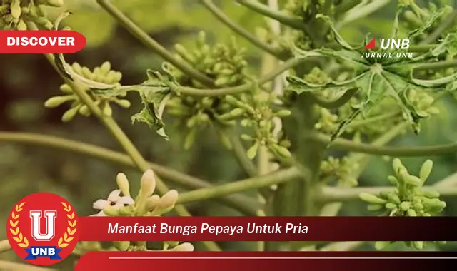 manfaat bunga pepaya untuk pria