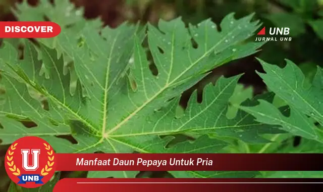 manfaat daun pepaya untuk pria