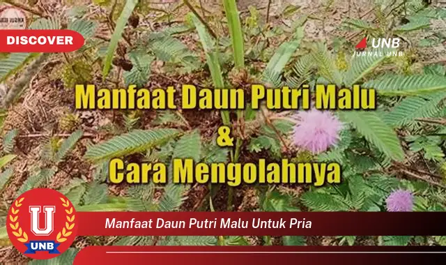 manfaat daun putri malu untuk pria