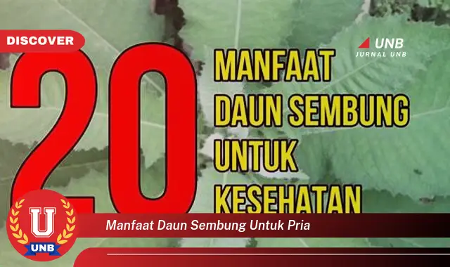 manfaat daun sembung untuk pria