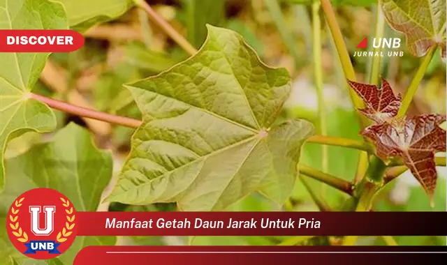 manfaat getah daun jarak untuk pria manfaat getah daun jarak untuk pria