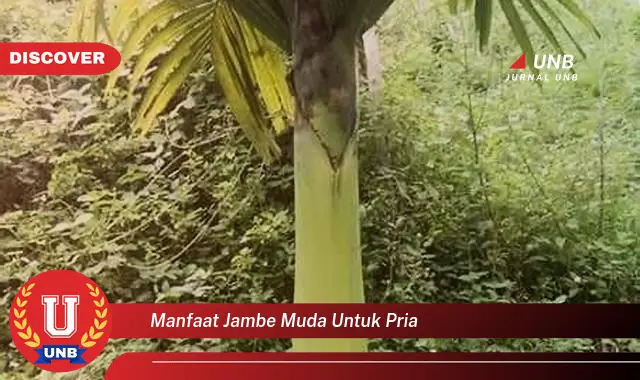 manfaat jambe muda untuk pria