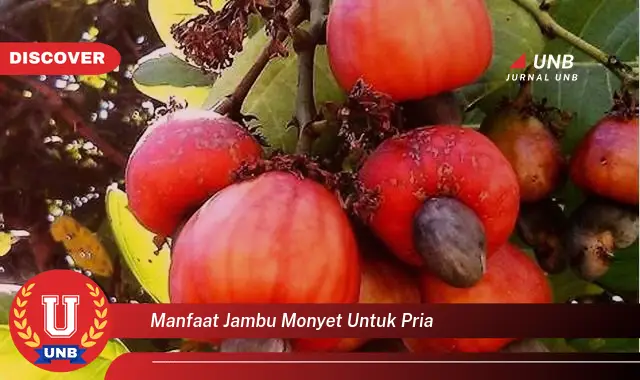 manfaat jambu monyet untuk pria