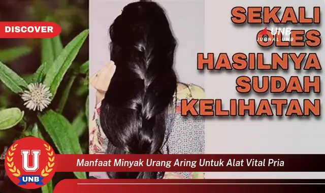 manfaat minyak urang aring untuk alat vital pria