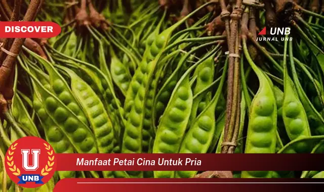 manfaat petai cina untuk pria