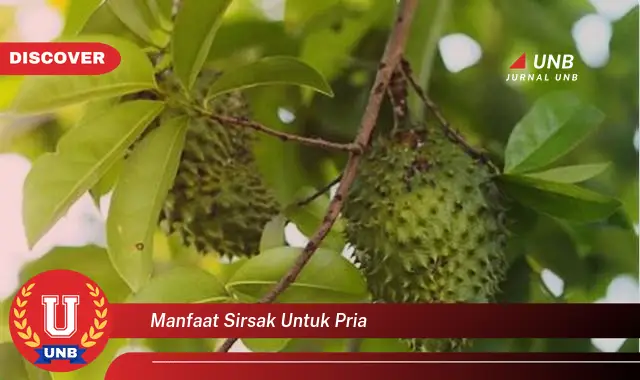 manfaat sirsak untuk pria