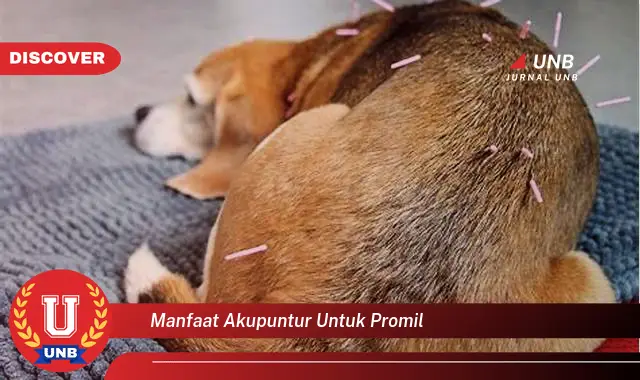 manfaat akupuntur untuk promil