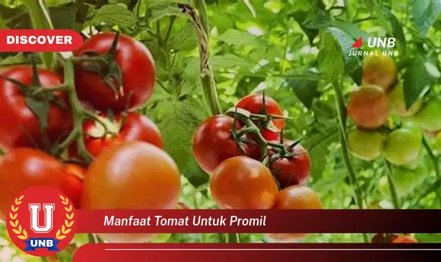 manfaat tomat untuk promil