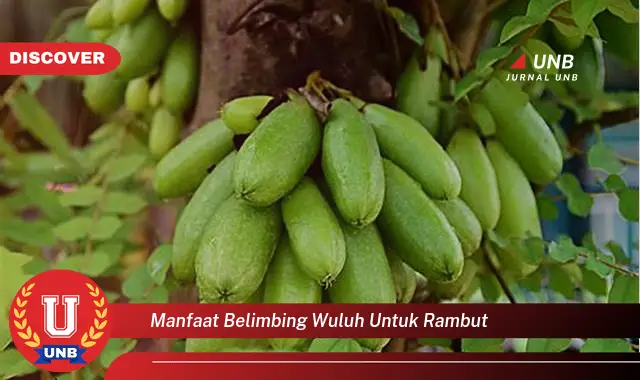 manfaat belimbing wuluh untuk rambut