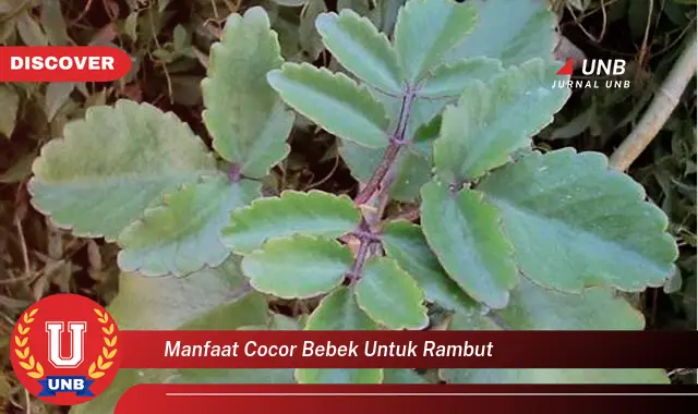 manfaat cocor bebek untuk rambut