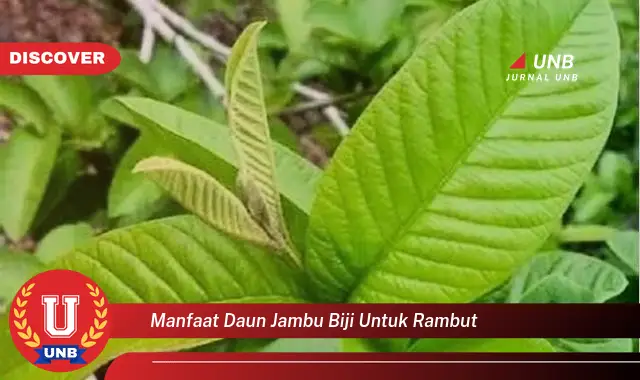 manfaat daun jambu biji untuk rambut