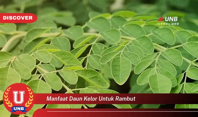 manfaat daun kelor untuk rambut