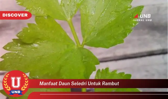 manfaat daun seledri untuk rambut