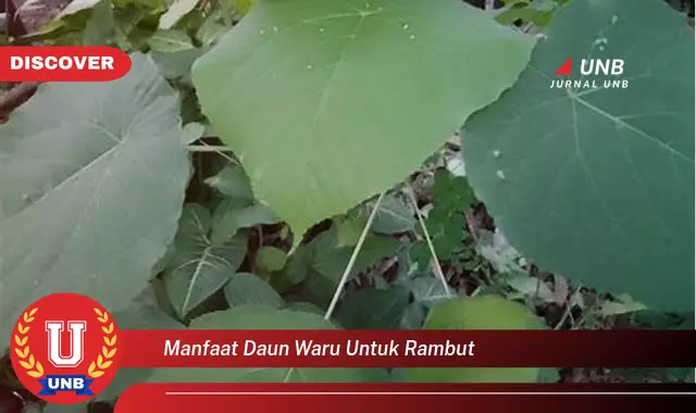 manfaat daun waru untuk rambut manfaat daun waru untuk rambut
