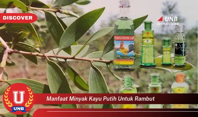 manfaat minyak kayu putih untuk rambut