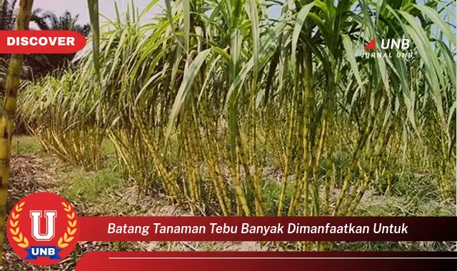 batang tanaman tebu banyak dimanfaatkan untuk batang tanaman tebu banyak dimanfaatkan untuk