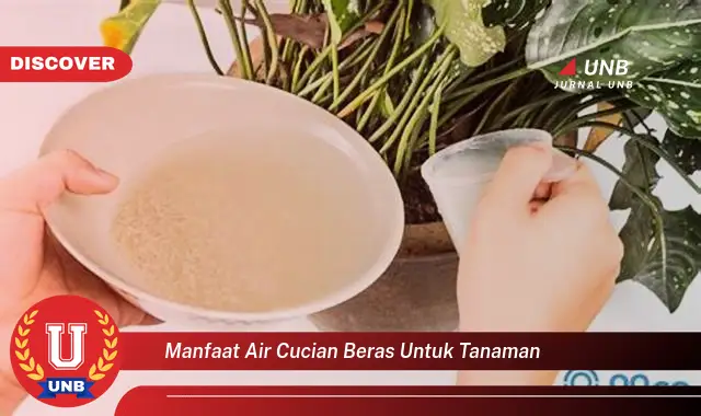 manfaat air cucian beras untuk tanaman