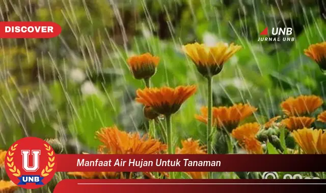 manfaat air hujan untuk tanaman