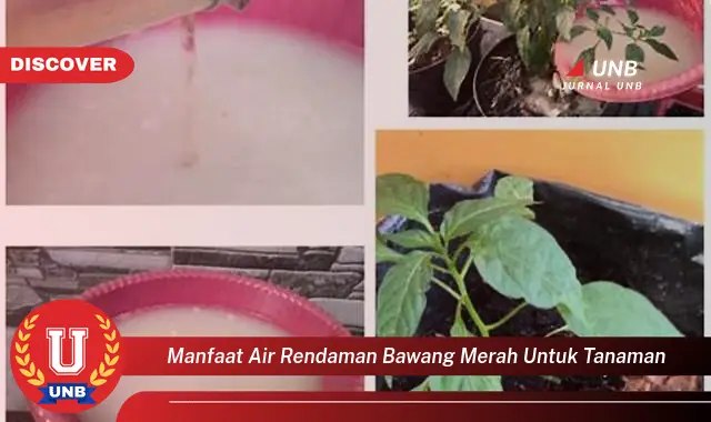 manfaat air rendaman bawang merah untuk tanaman