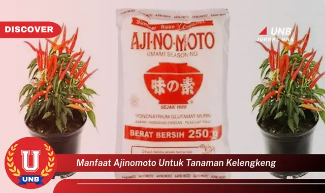 manfaat ajinomoto untuk tanaman kelengkeng