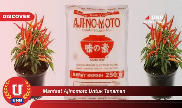 manfaat ajinomoto untuk tanaman manfaat ajinomoto untuk tanaman