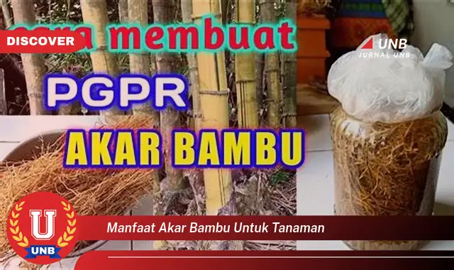 manfaat akar bambu untuk tanaman manfaat akar bambu untuk tanaman