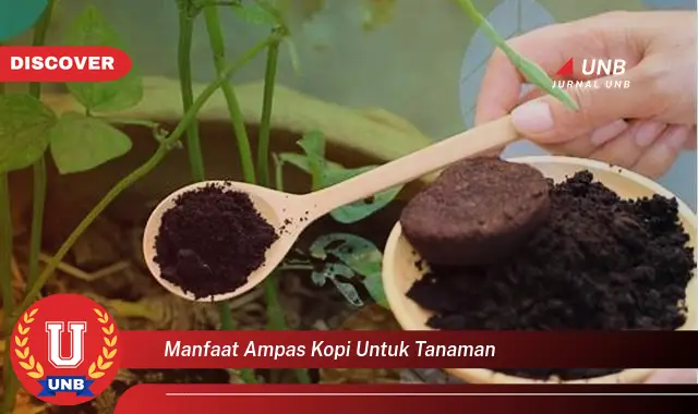 manfaat ampas kopi untuk tanaman