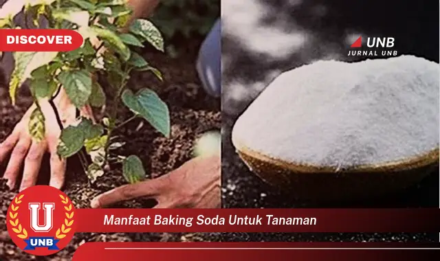 manfaat baking soda untuk tanaman manfaat baking soda untuk tanaman
