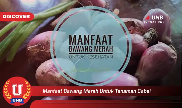 manfaat bawang merah untuk tanaman cabai