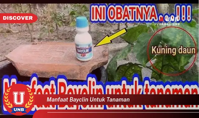 manfaat bayclin untuk tanaman manfaat bayclin untuk tanaman