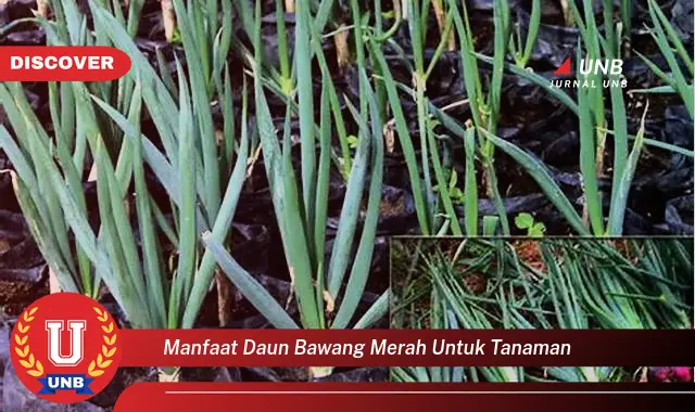 manfaat daun bawang merah untuk tanaman